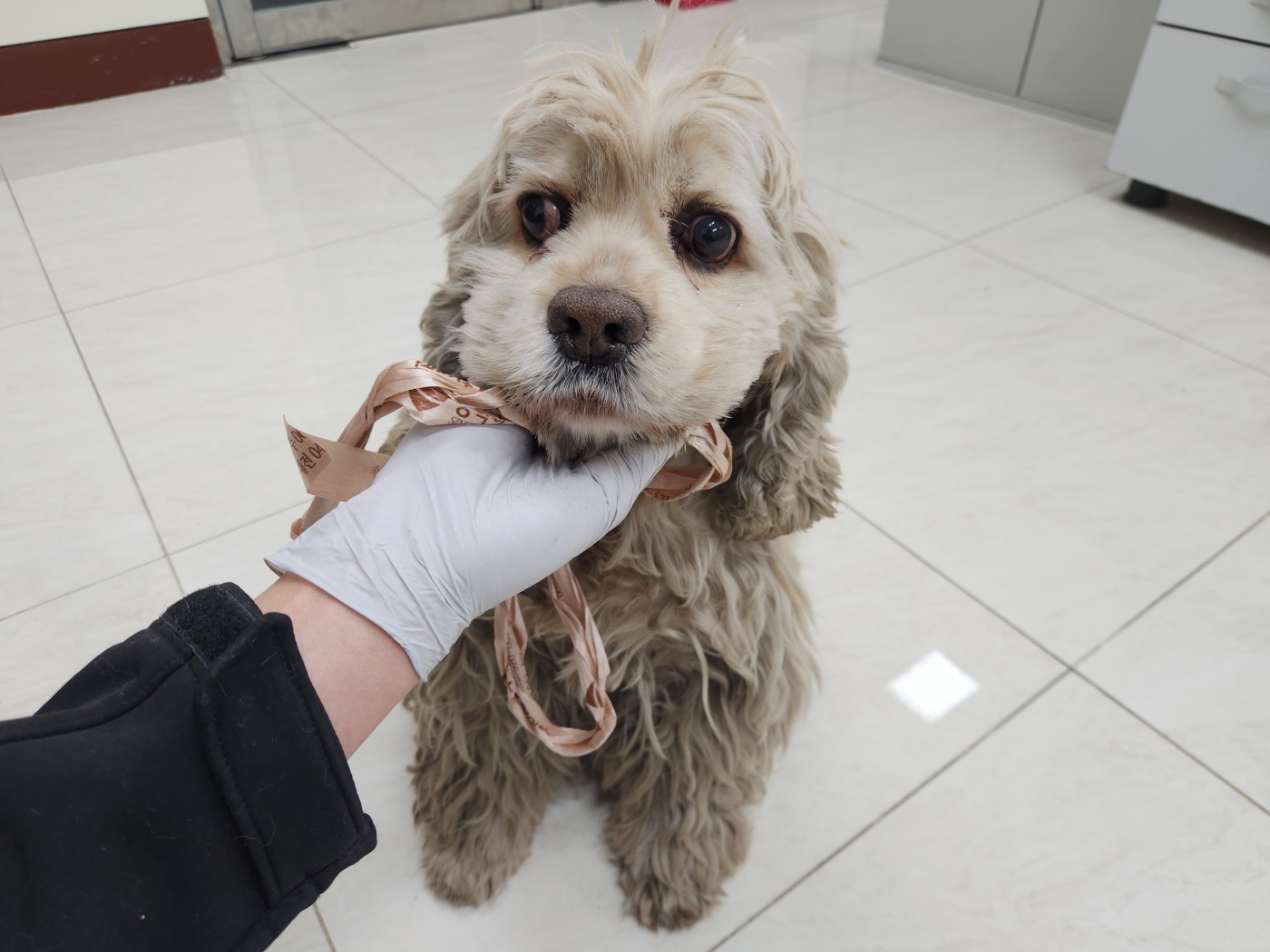 광주 동물보호소_429362202400001