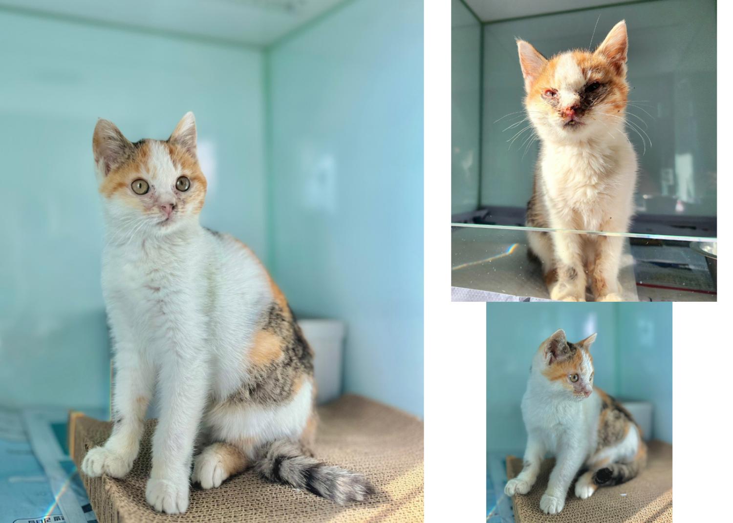 보호중 한국 고양이…