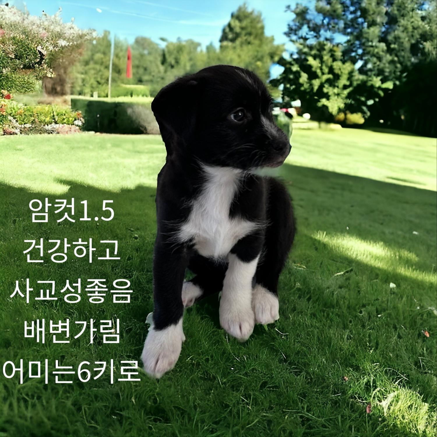 종료(입양) 엄마는…