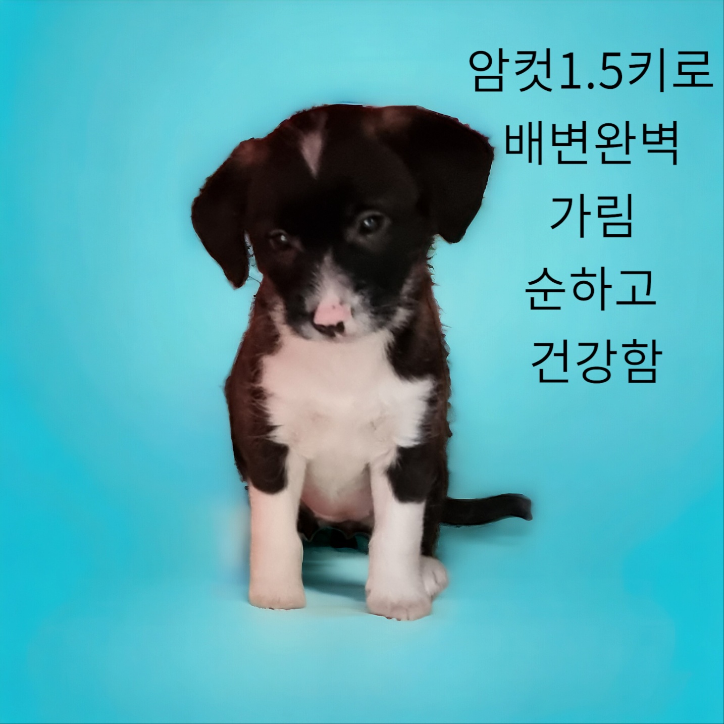 종료(입양) 엄마는…
