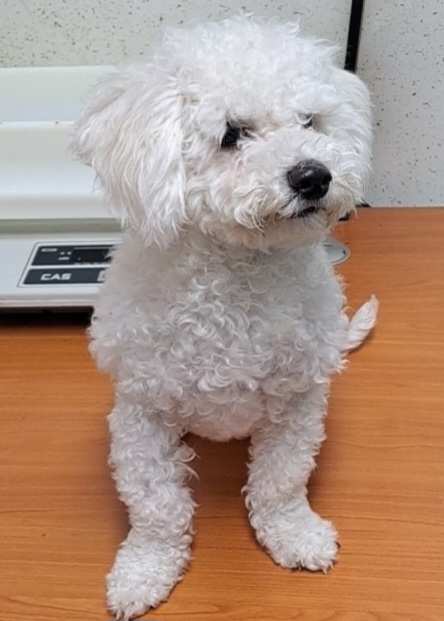 종료(입양) 비숑 …