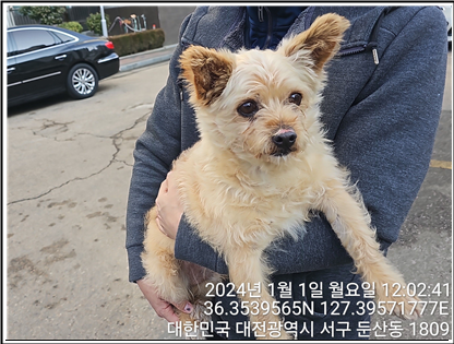 종료(반환) 믹스견…