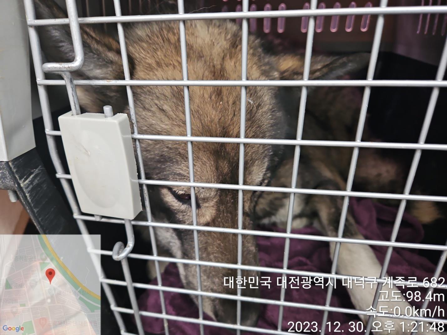 보호중 믹스견의 가…