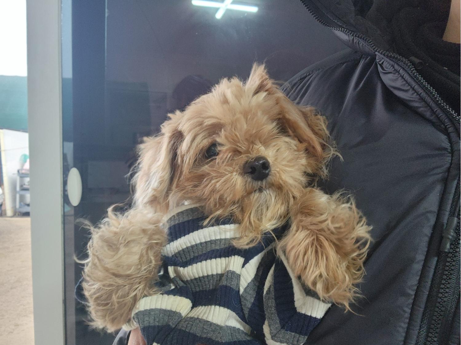 종료(입양) 믹스견…