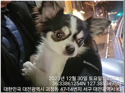 종료(반환) 치와와…