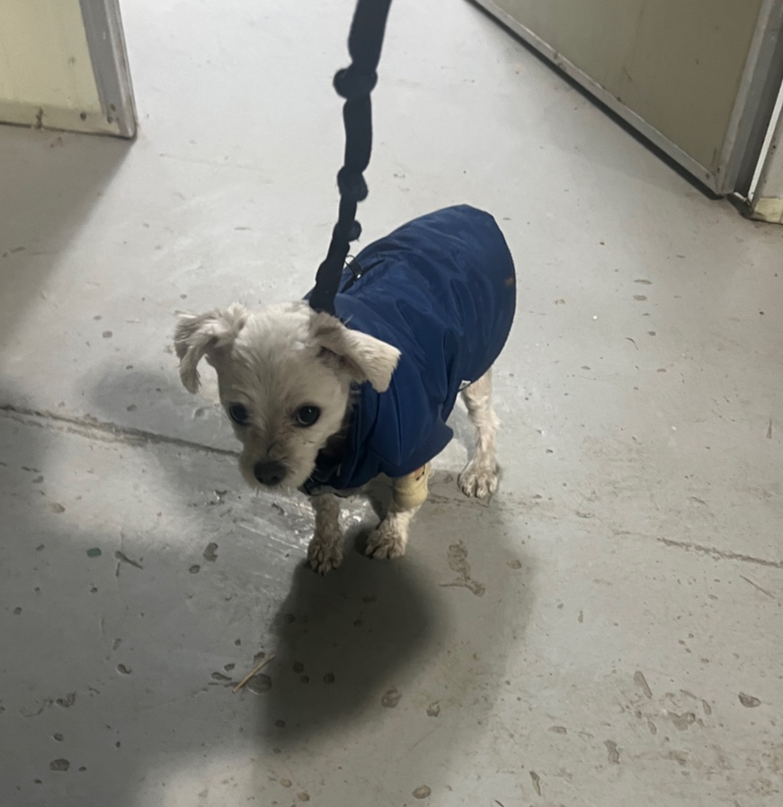 부산동물보호센터_426326202301117