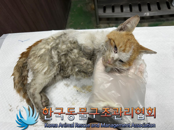 종료(자연사) 한국…