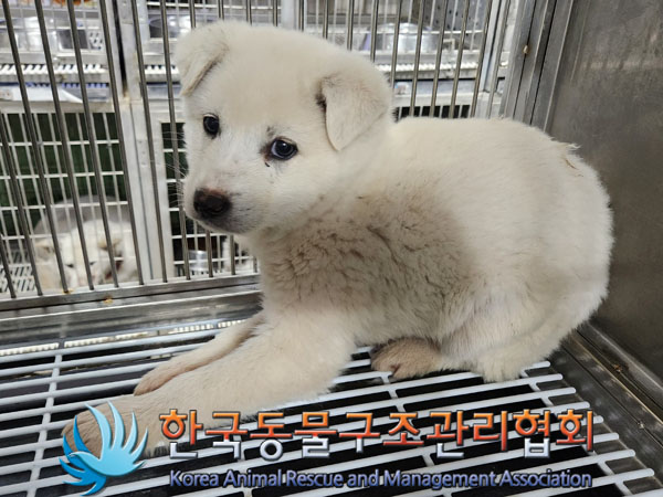 종료(자연사) 믹스…