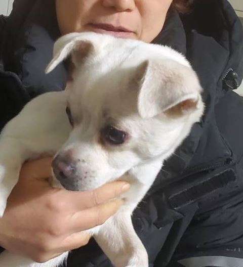 종료(반환) 믹스견…