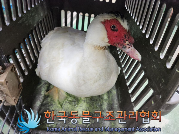 보호중 머스코비 오…