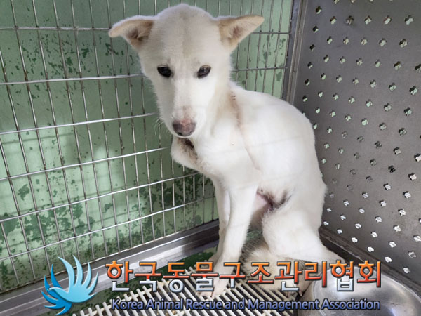 종료(안락사) 믹스…