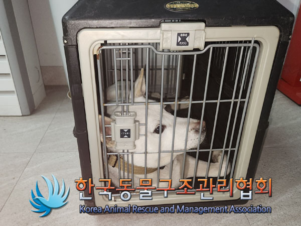 종료(반환) 믹스견…