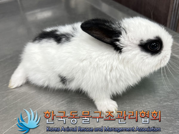 한국동물구조관리협회_411305202400001