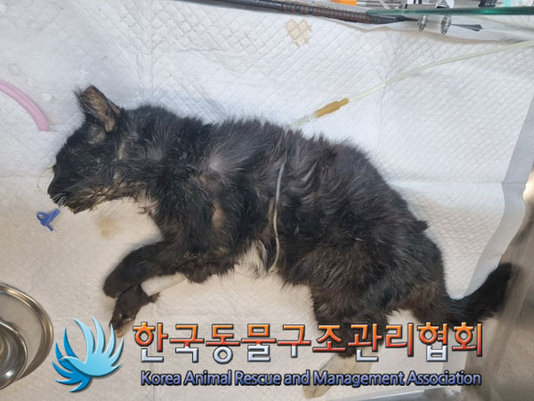 보호중 한국 고양이…