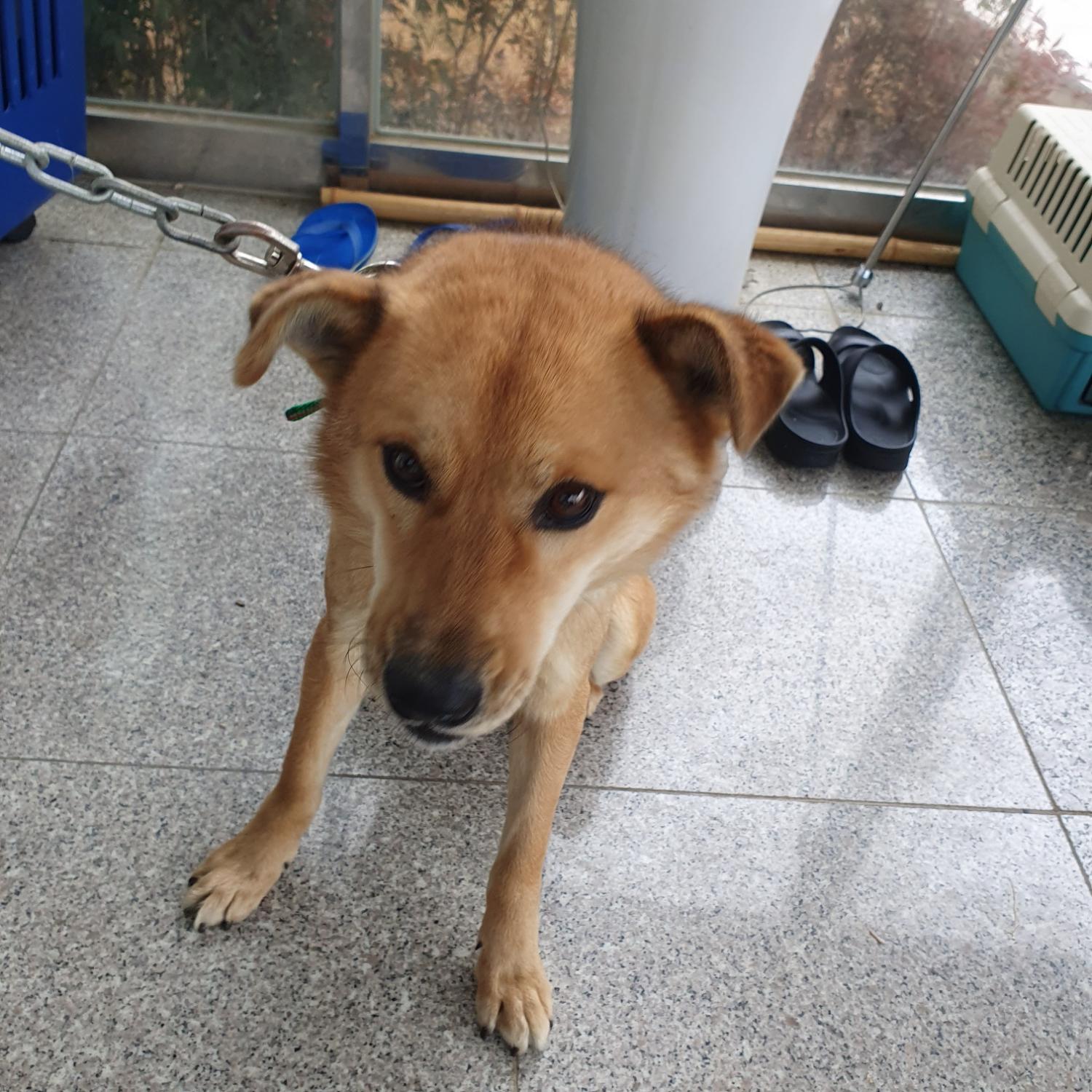 구미시 동물보호센터_447508202400001