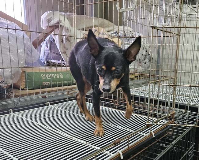 진해유기동물보호소_448532202400003