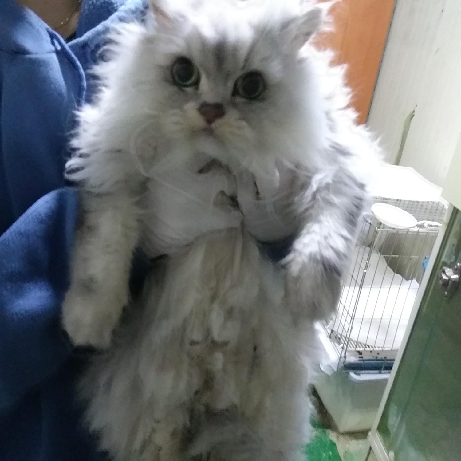 종료(자연사) 페르…