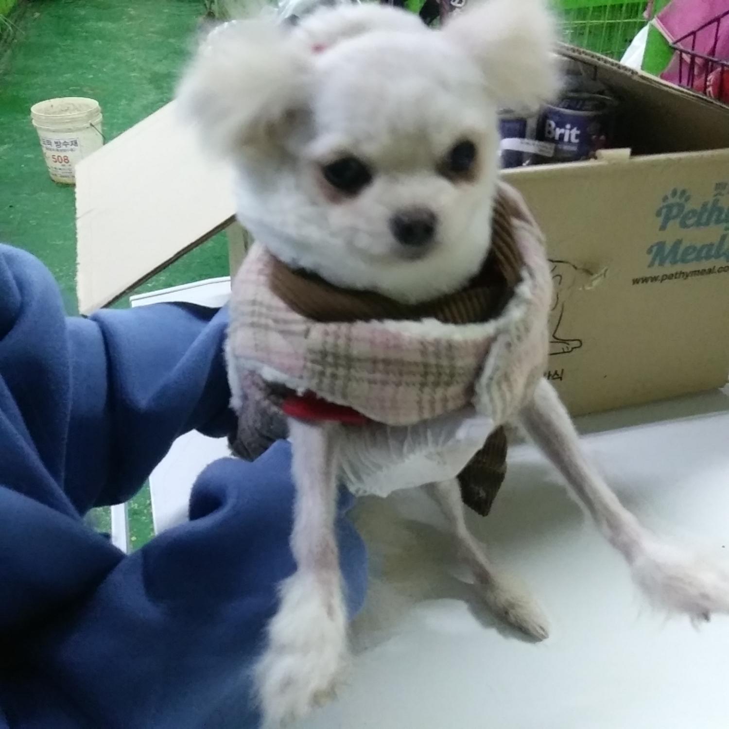 종료(입양) 포메라…