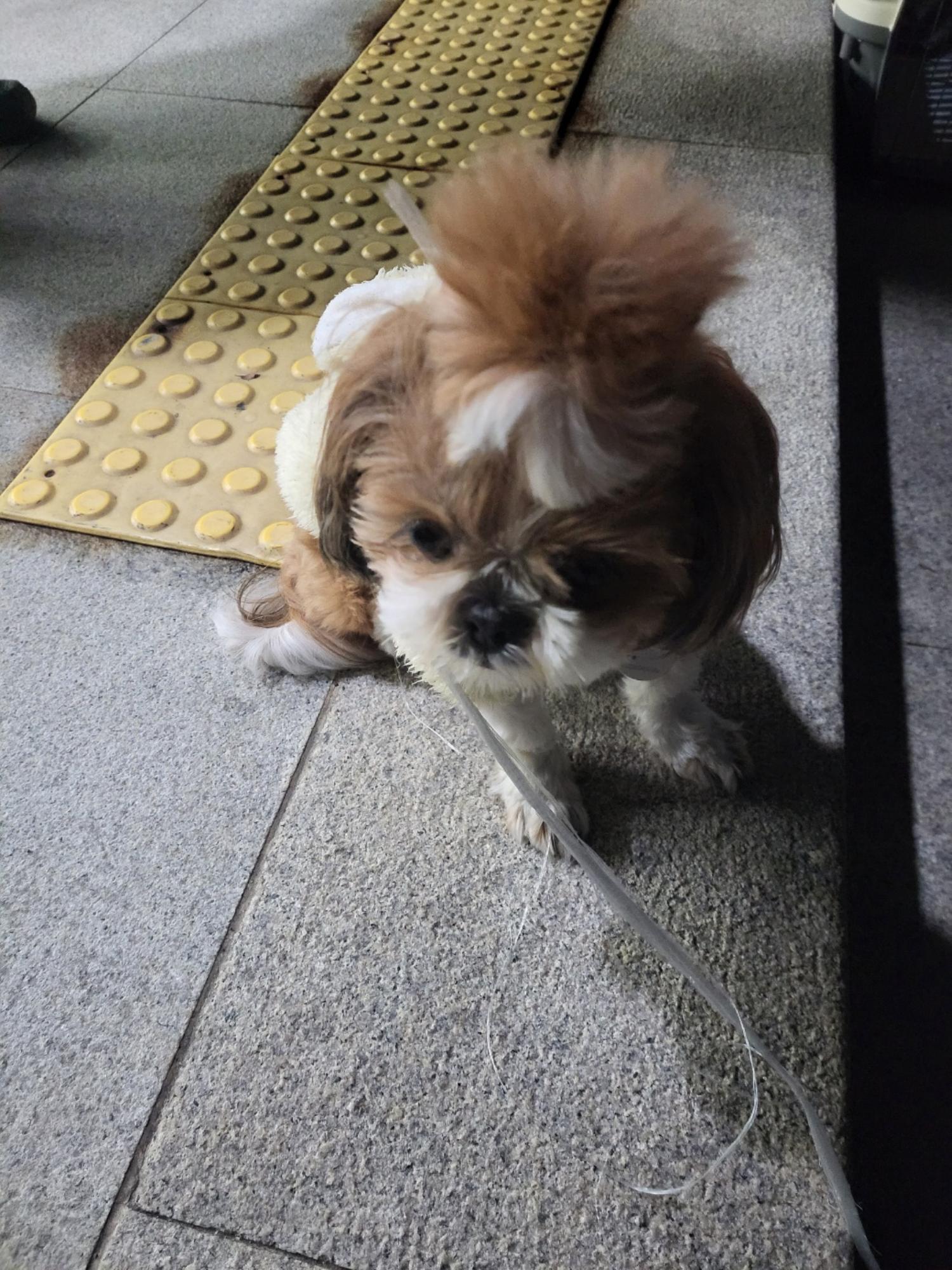 보호중 시츄의 가족…