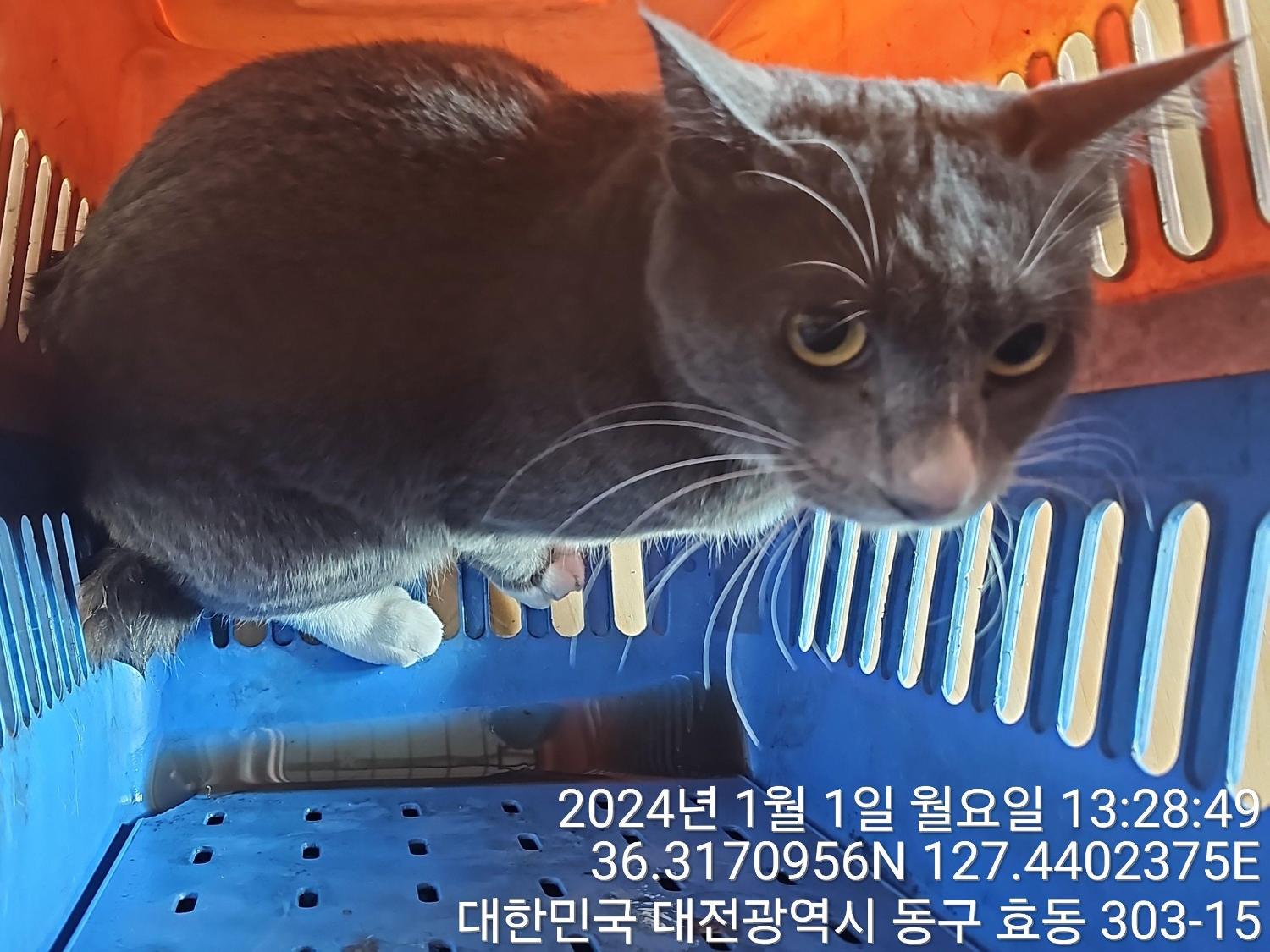 보호중 한국 고양이…