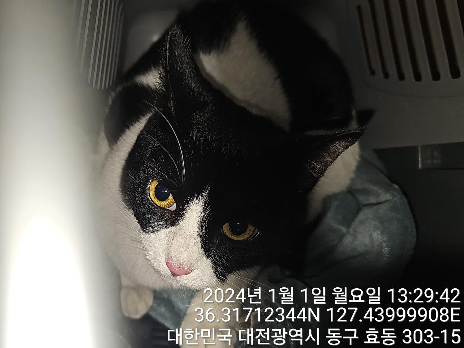 보호중 한국 고양이…
