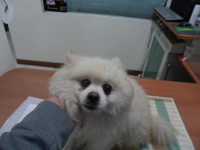 강현림동물병원_411320202400001