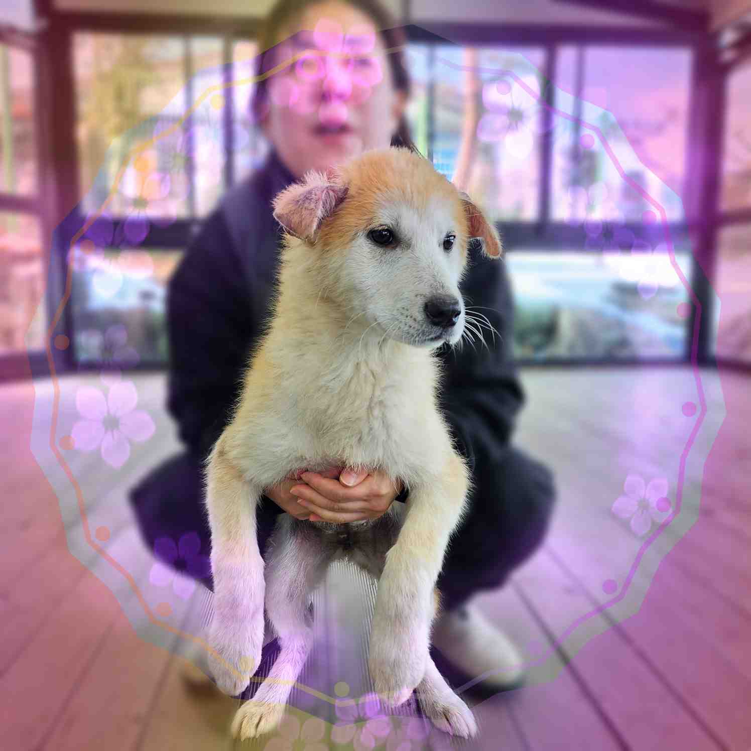 군산유기동물보호센터_445467202400002
