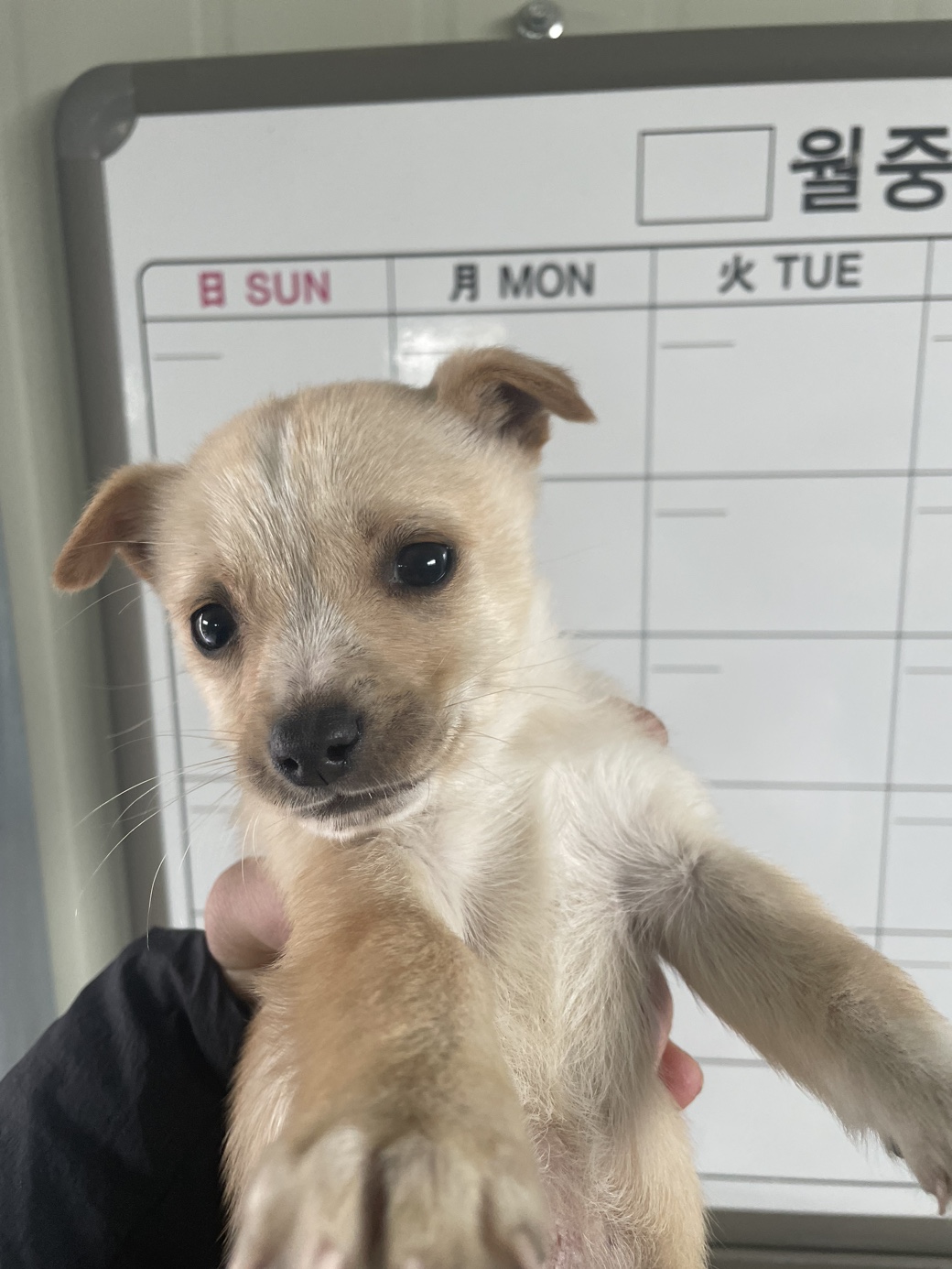 종료(입양) 믹스견…