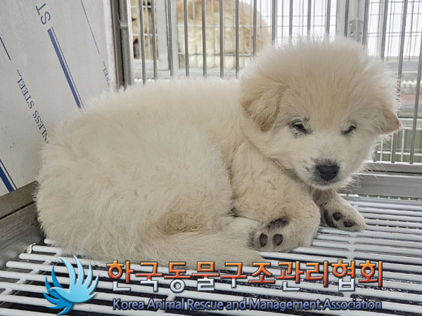 한국동물구조관리협회_441560202400002