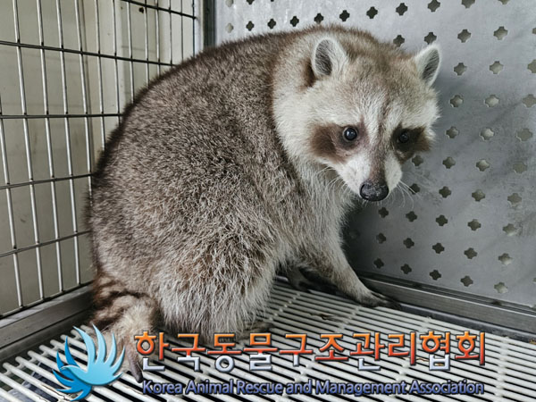 보호중 라쿤의 가족…
