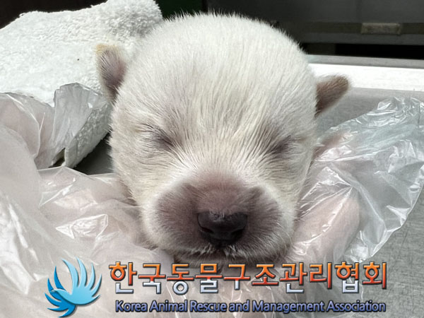 종료(자연사) 믹스…