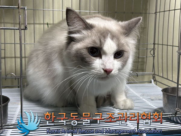 종료(입양) 레그돌…