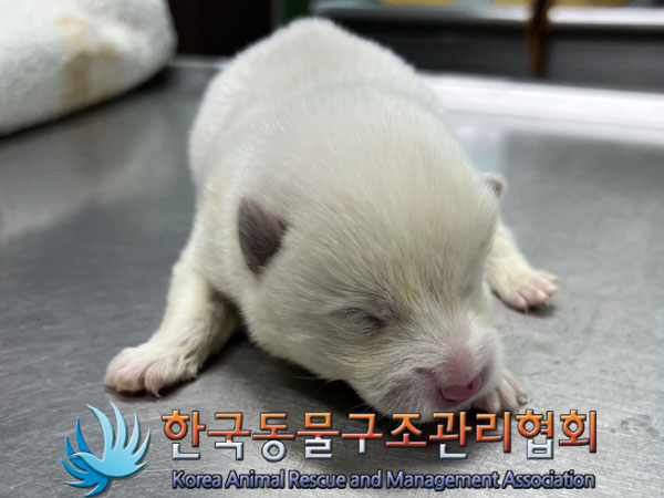 종료(자연사) 믹스…