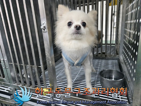 종료(반환) 포메라…