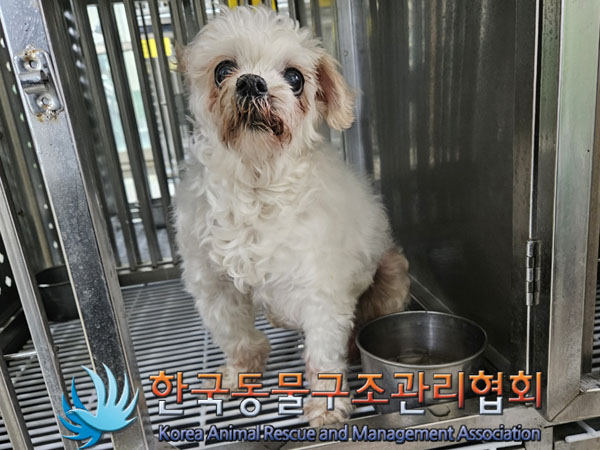 종료(자연사) 말티…