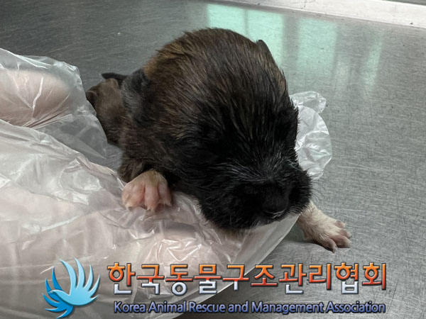 종료(자연사) 믹스…
