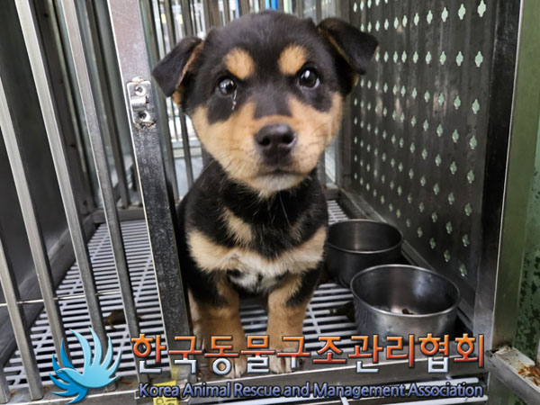 종료(기증) 믹스견…