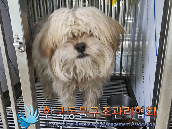 종료(기증) 믹스견…