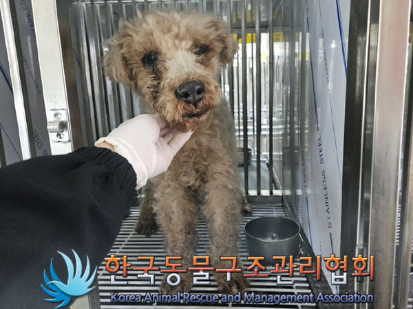 종료(안락사) 푸들…