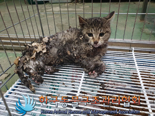 한국동물구조관리협회_411323202400001