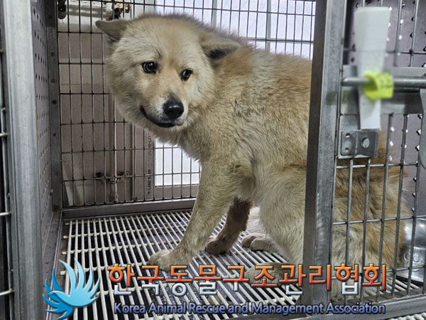 종료(안락사) 믹스…