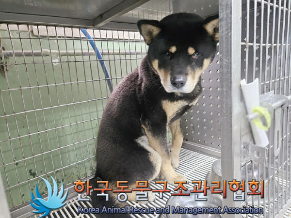 종료(안락사) 믹스…