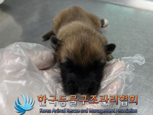 한국동물구조관리협회_411309202400004