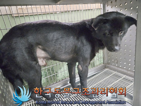 종료(안락사) 믹스…