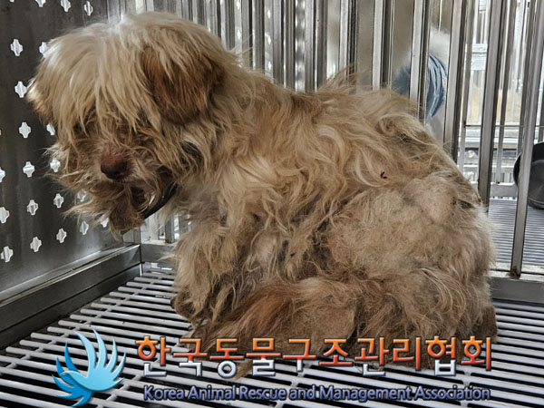 종료(기증) 믹스견…
