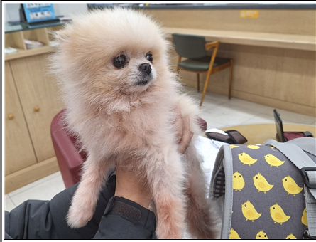 보호중 포메라니안의…