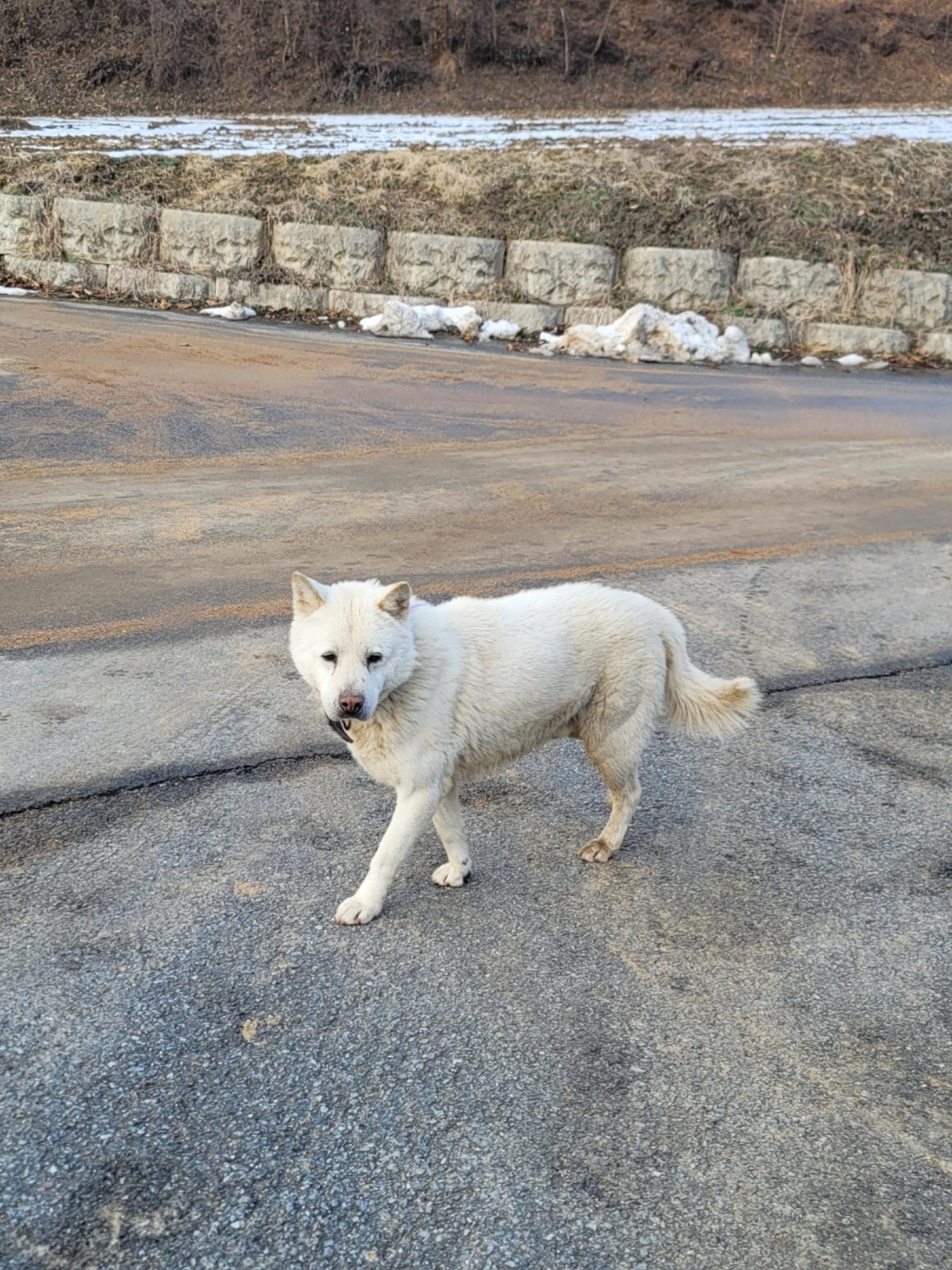 증평 가정견 훈련소_443445202300654