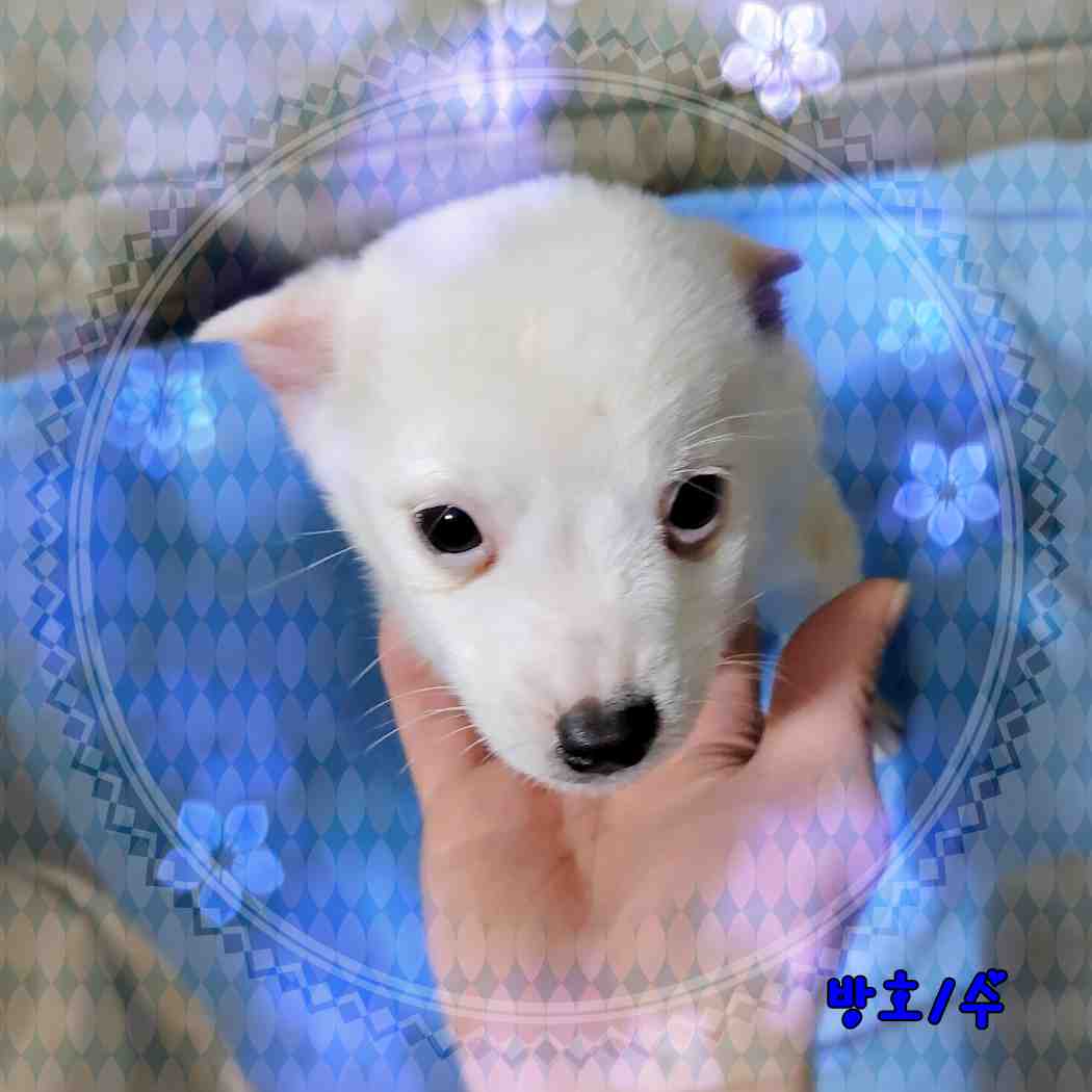 군산유기동물보호센터_445467202400023