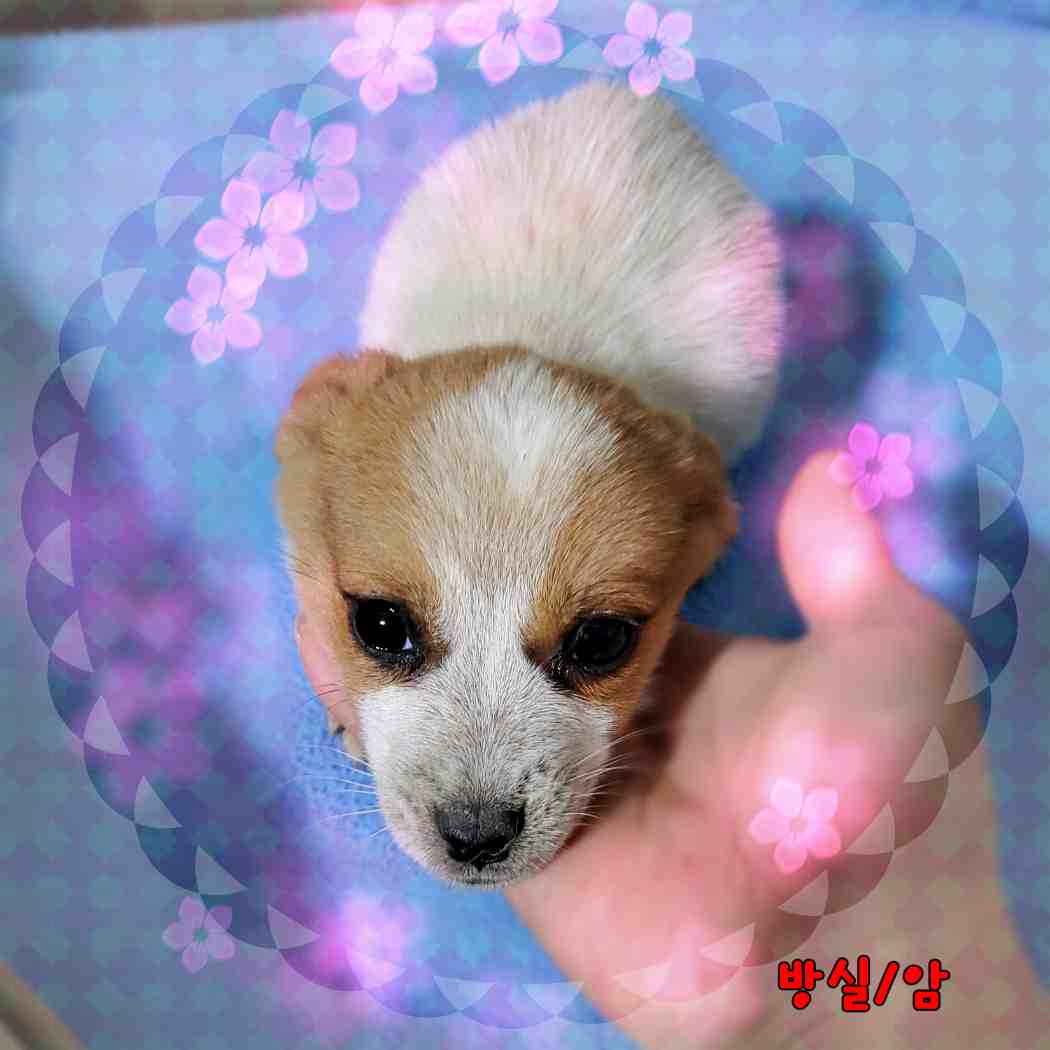 군산유기동물보호센터_445467202400021