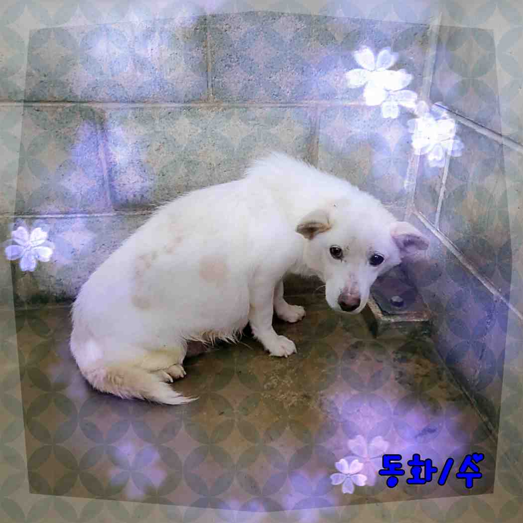 군산유기동물보호센터_445467202400025